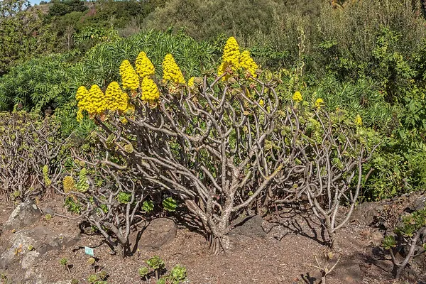 Aeonium