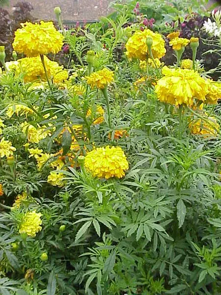 African marigold