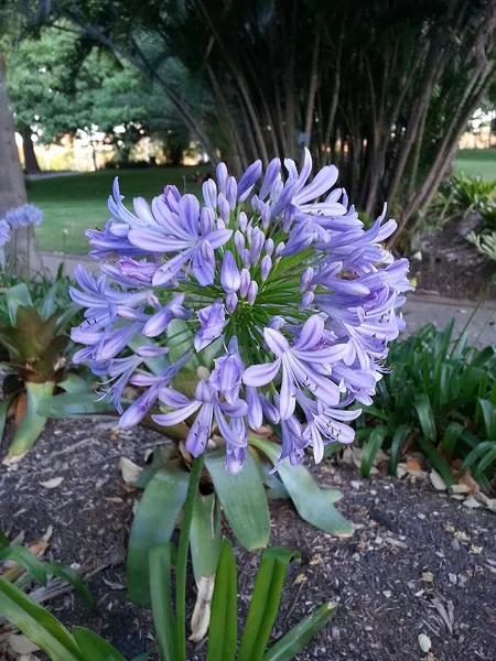 Agapanthus