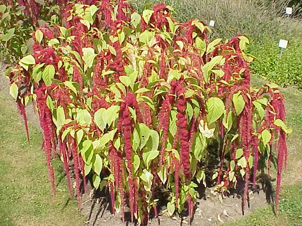 Amaranth