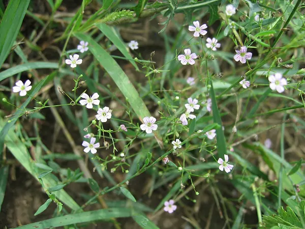 Annual baby's breath