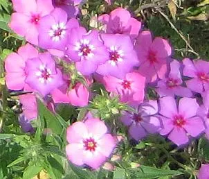 Annual phlox