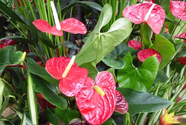 Anthurium