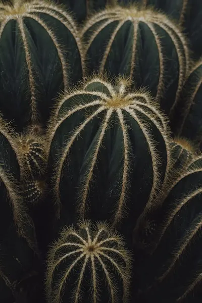 Ball cactus