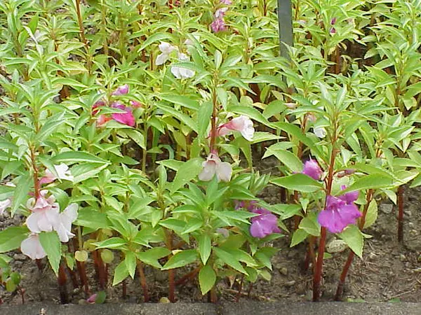 Balsam