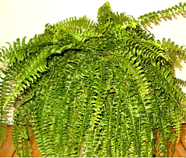 Boston fern