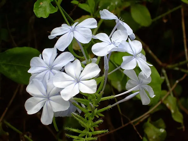 Cape leadwort