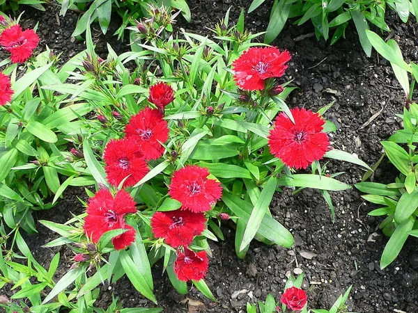 China pink