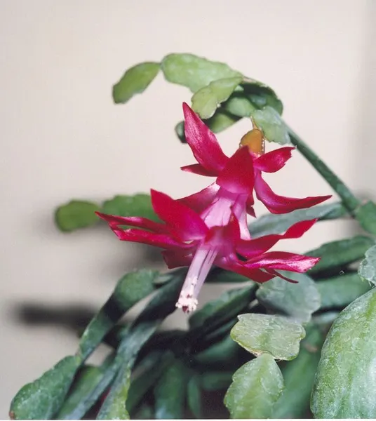 Christmas cactus orchid