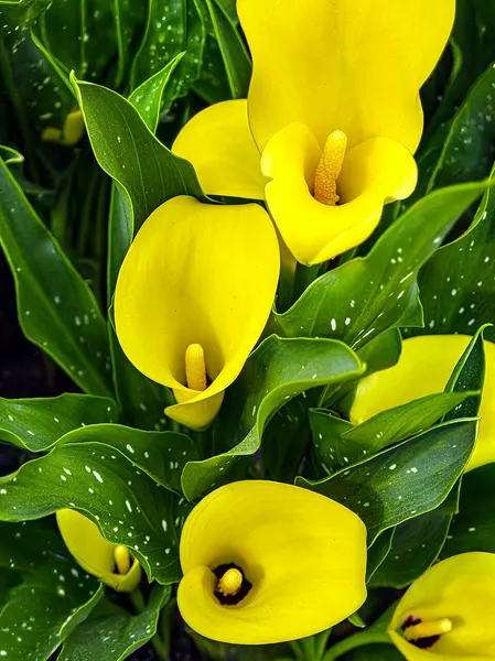 Coloured calla