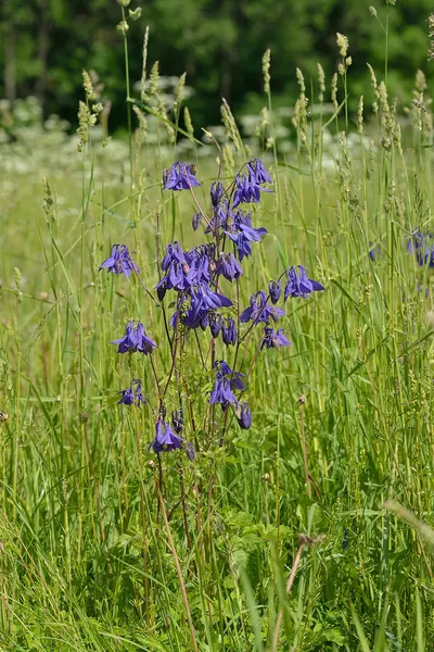 Columbine