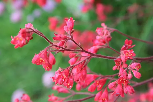 Coral bells