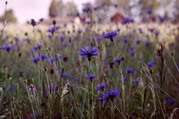 Cornflower