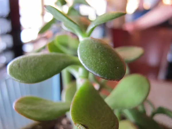 Crassula obvallata