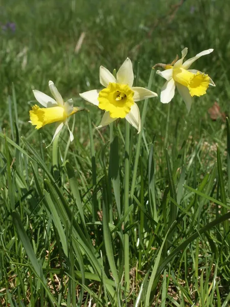 Daffodil