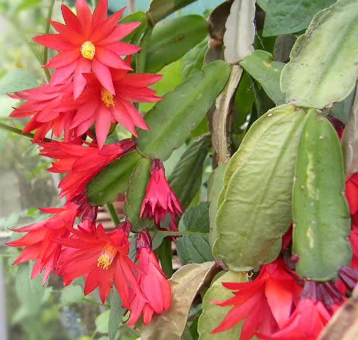 Easter cactus