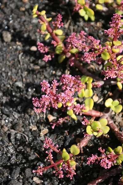 Elephant bush