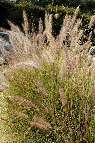 Fountain grass