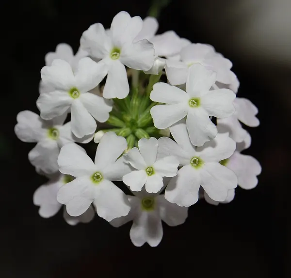Garden verbena