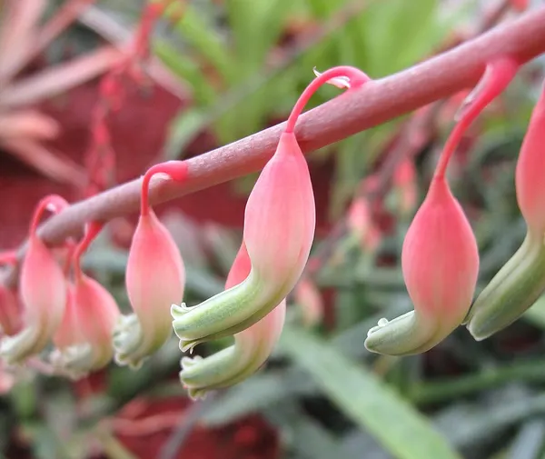 Gasteria