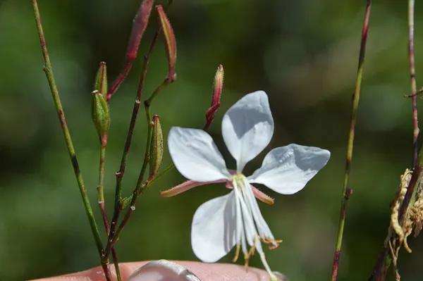 Gaura
