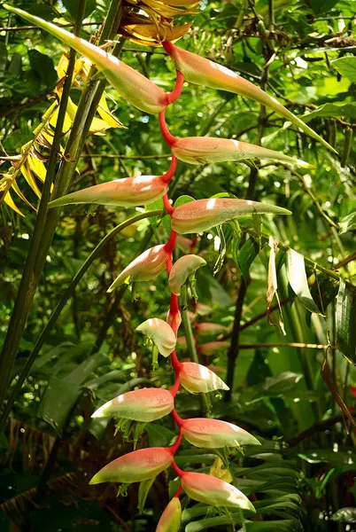 Heliconia