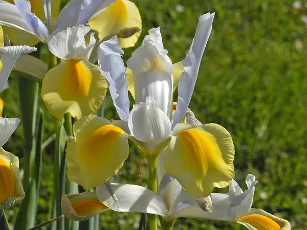 Iris