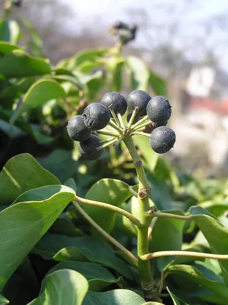 Ivy