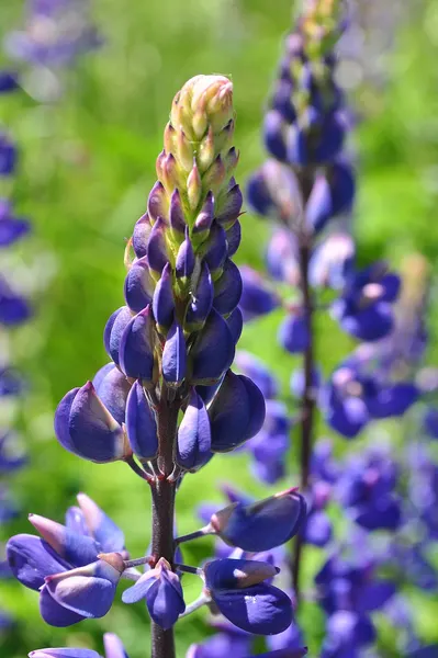 Lupin
