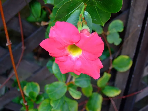 Mandevilla
