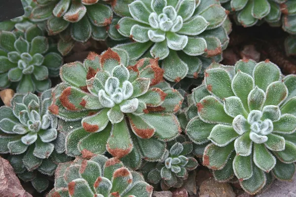 Mexican firecracker
