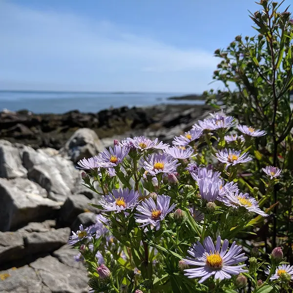 Michaelmas daisy