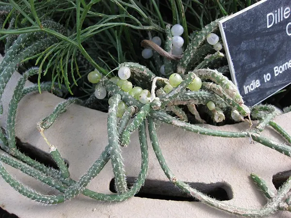 Mistletoe cactus
