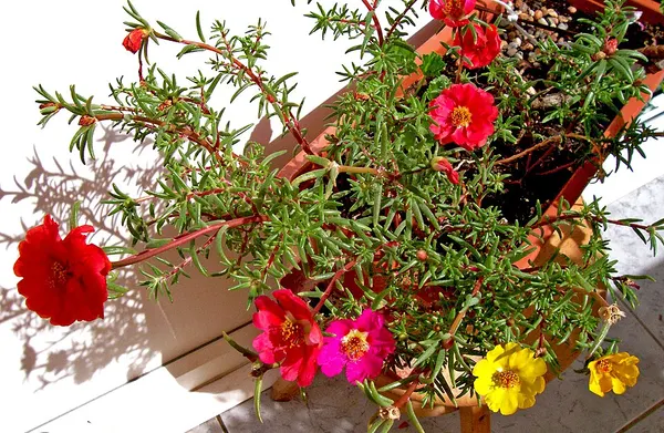 Moss rose
