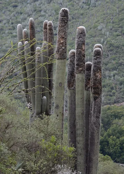 Old man cactus