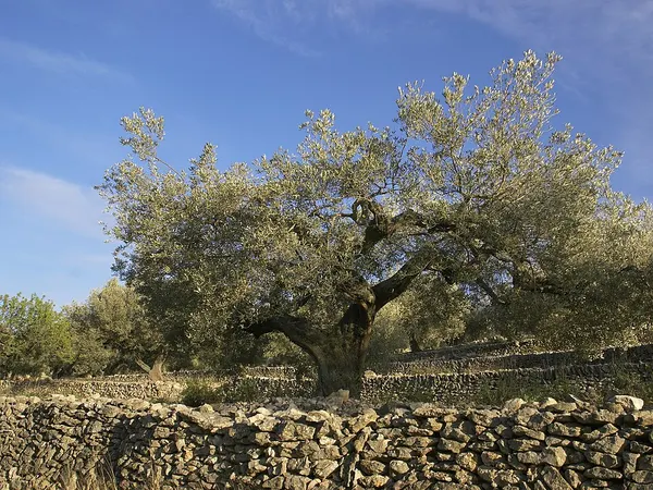 Olive branches