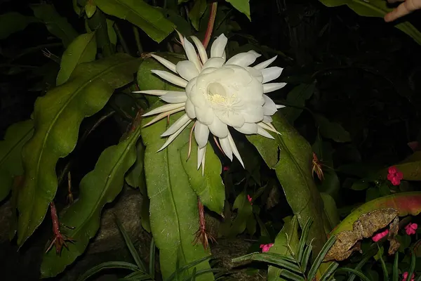 Orchid cactus