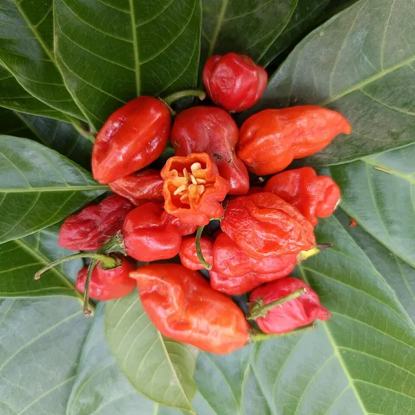Ornamental pepper