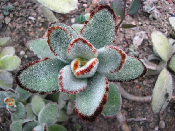 Panda plant
