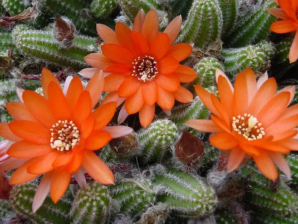 Peanut cactus