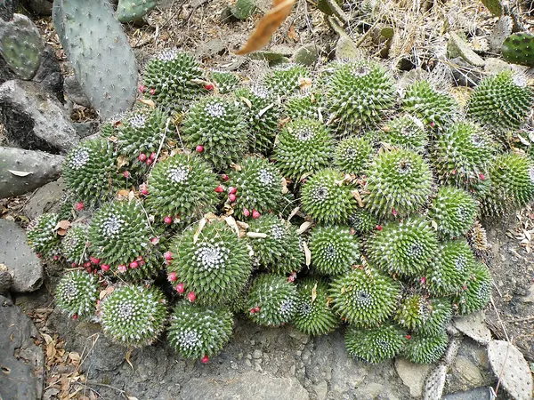 Pincushion cactus
