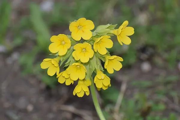 Polyanthus
