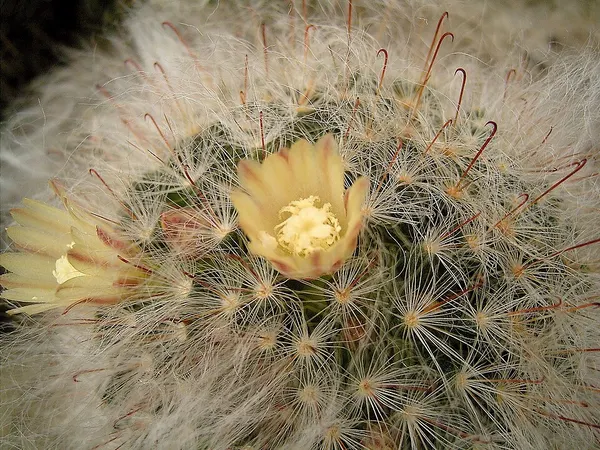 Powder puff cactus
