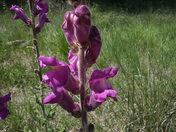 Snapdragon
