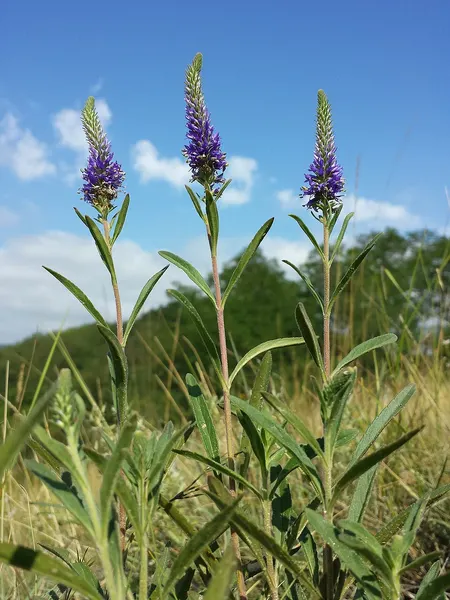Speedwell