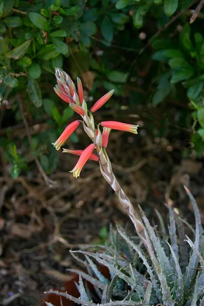 Spider aloe