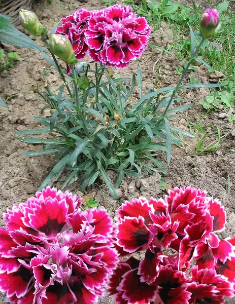 Spray carnation
