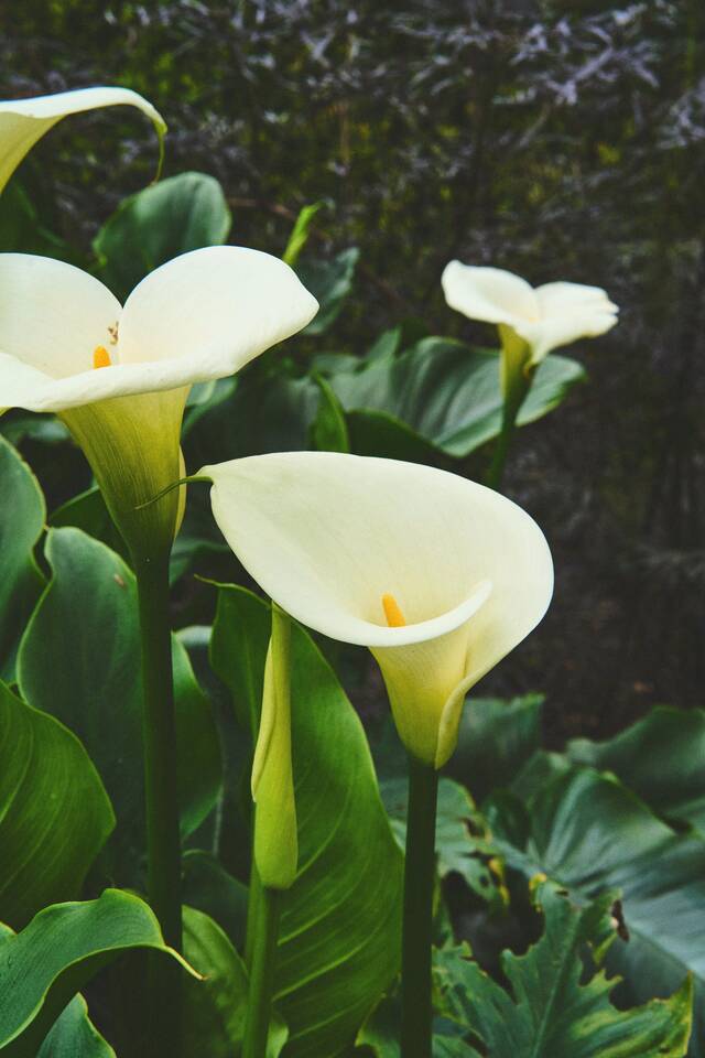 White arum lilies standing among their broad green leaves