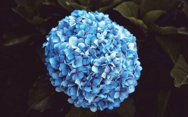 One full head of blue hydrangea against dark leaves