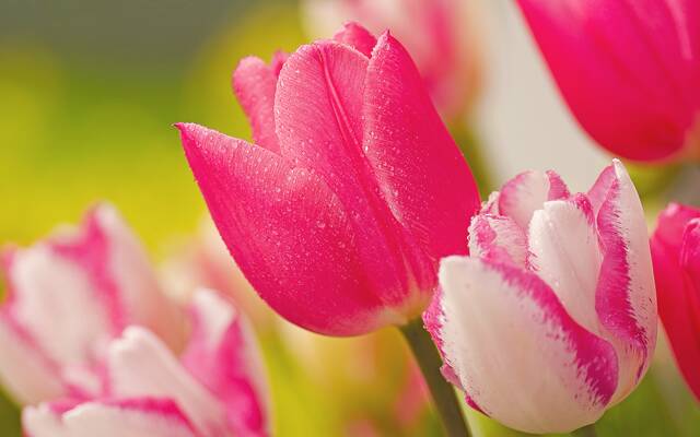 Pink and white tulips in close-up, with a soft green ground